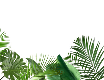 Image of Set of different lush tropical leaves on white background