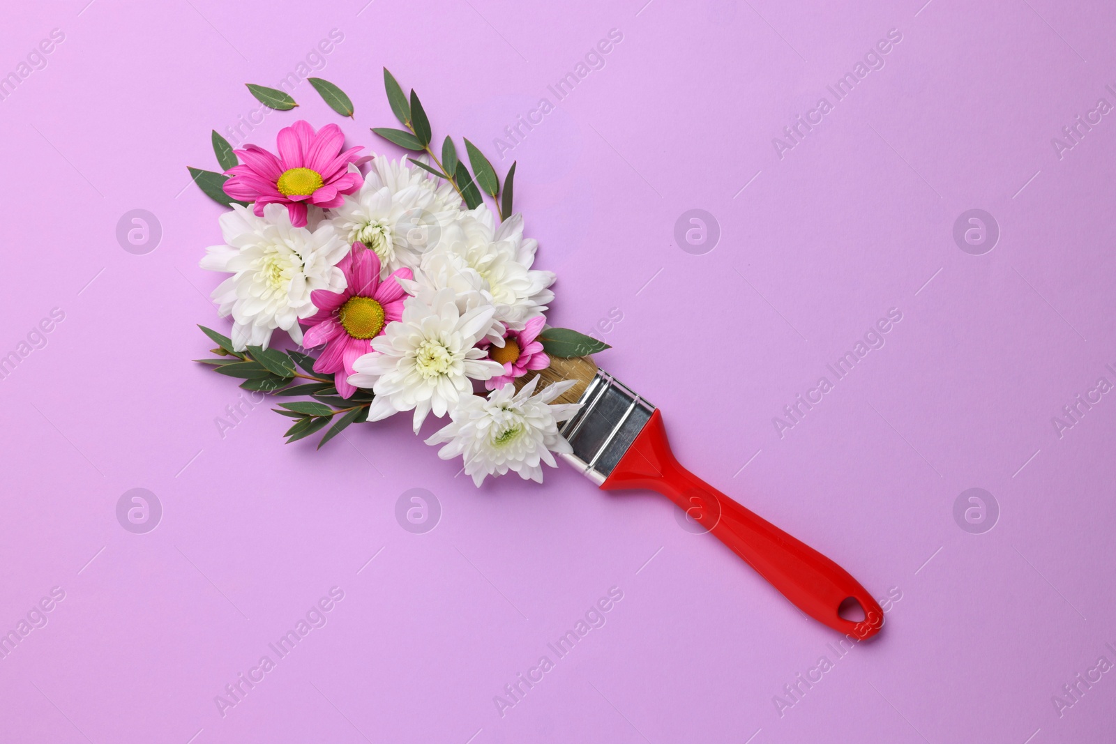 Photo of Brush with colorful flowers of chrysanthemum on violet background, top view. Creative concept