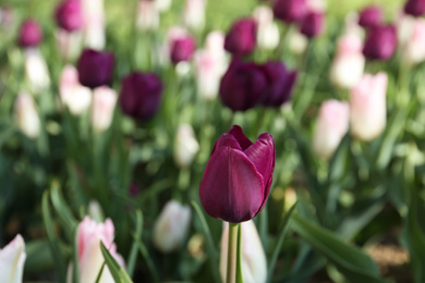 Photo of Beautiful blooming tulips outdoors on sunny day