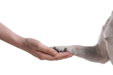 Photo of Dog giving paw to woman on white background, closeup