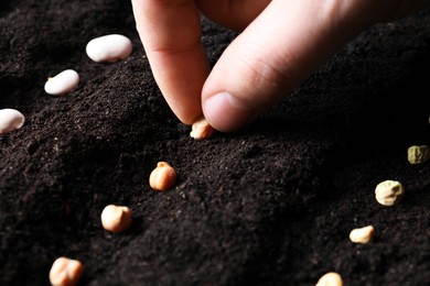 Woman planting chickpea seeds in fertile soil, closeup. Vegetables growing