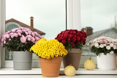 Beautiful potted chrysanthemum flowers and pumpkins on windowsill indoors