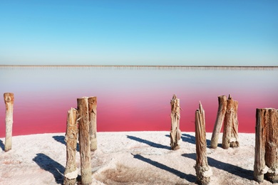Beautiful view of pink lake on summer day