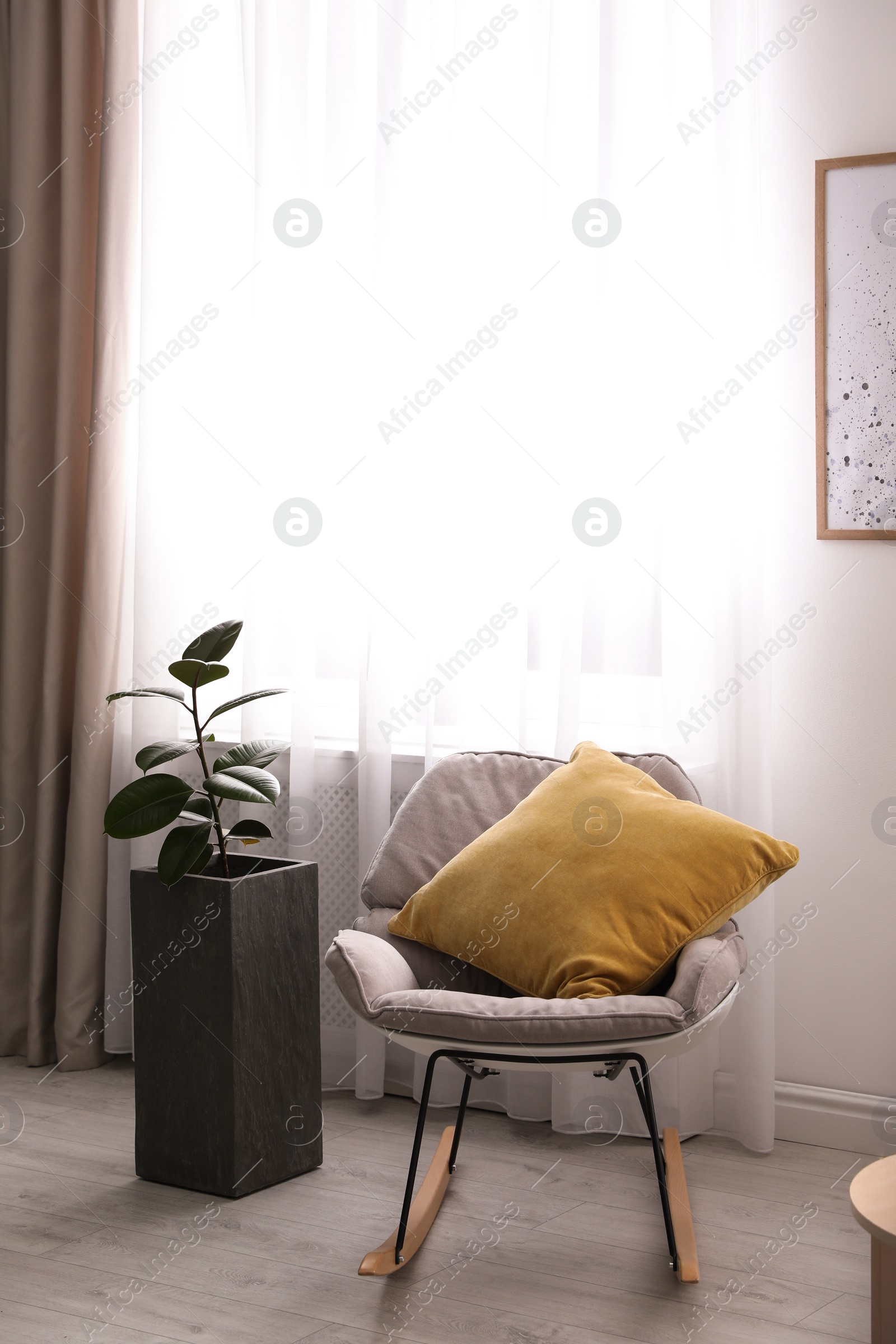 Photo of Large pot with ficus near window in room. Element of interior design