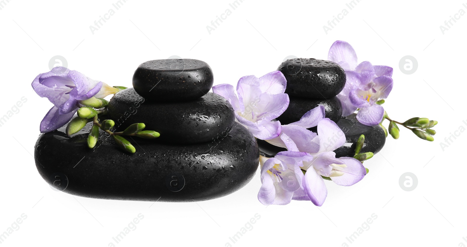 Photo of Beautiful violet freesia flowers and stones isolated on white