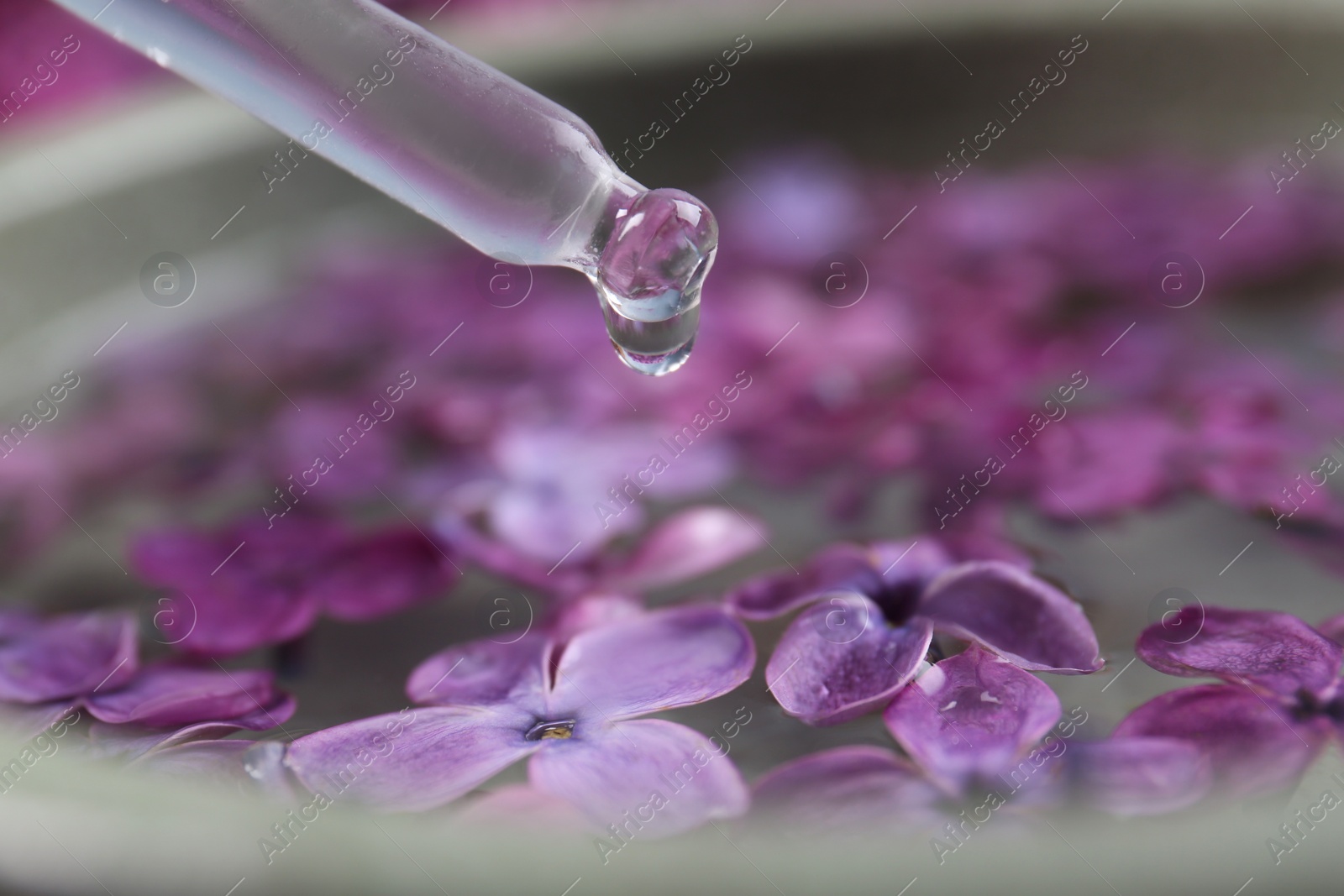 Photo of Dripping essential lilac oil into bowl, closeup