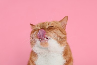 Cute cat licking itself on pink background