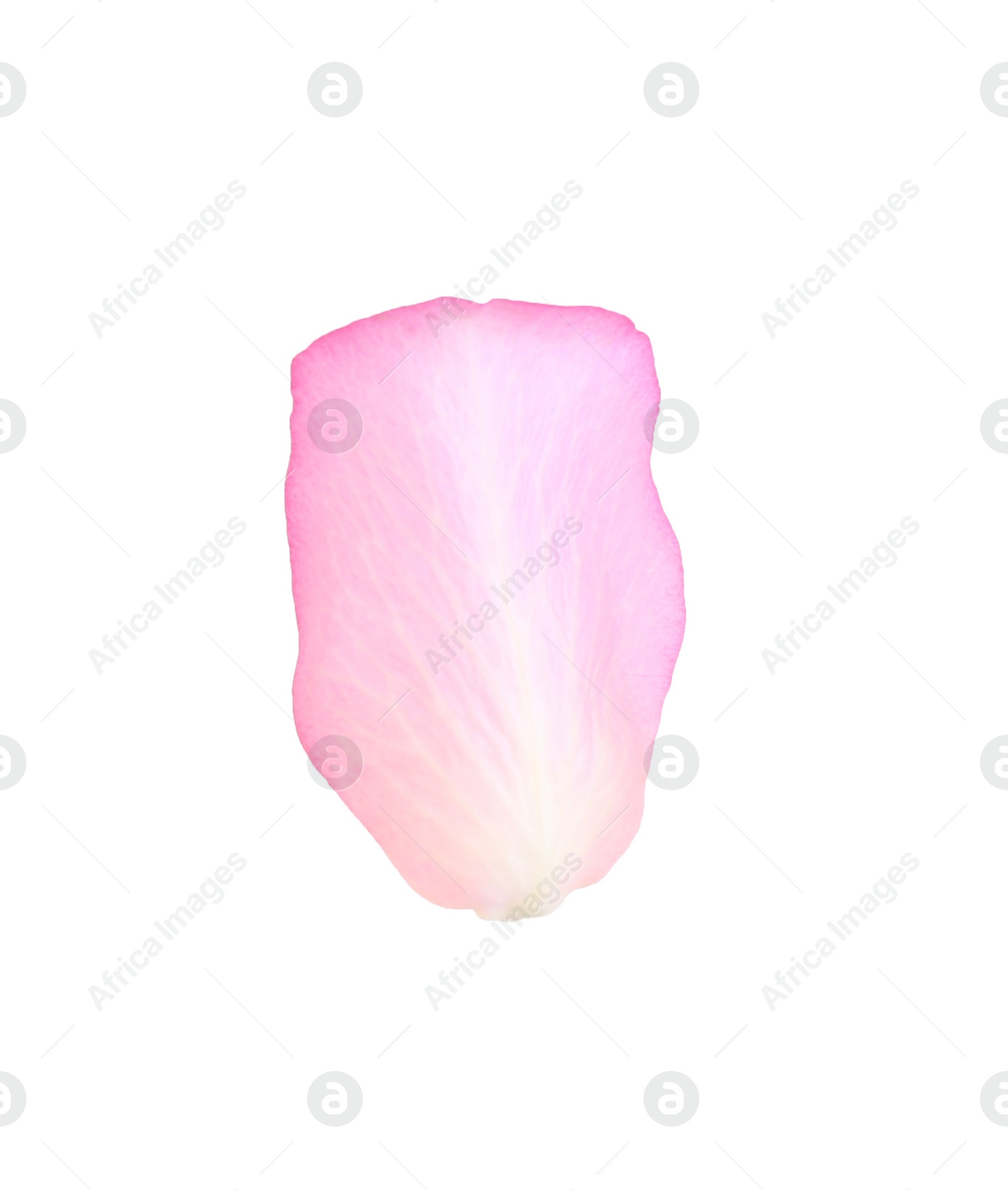 Photo of Tender pink rose petal isolated on white