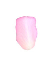 Photo of Tender pink rose petal isolated on white