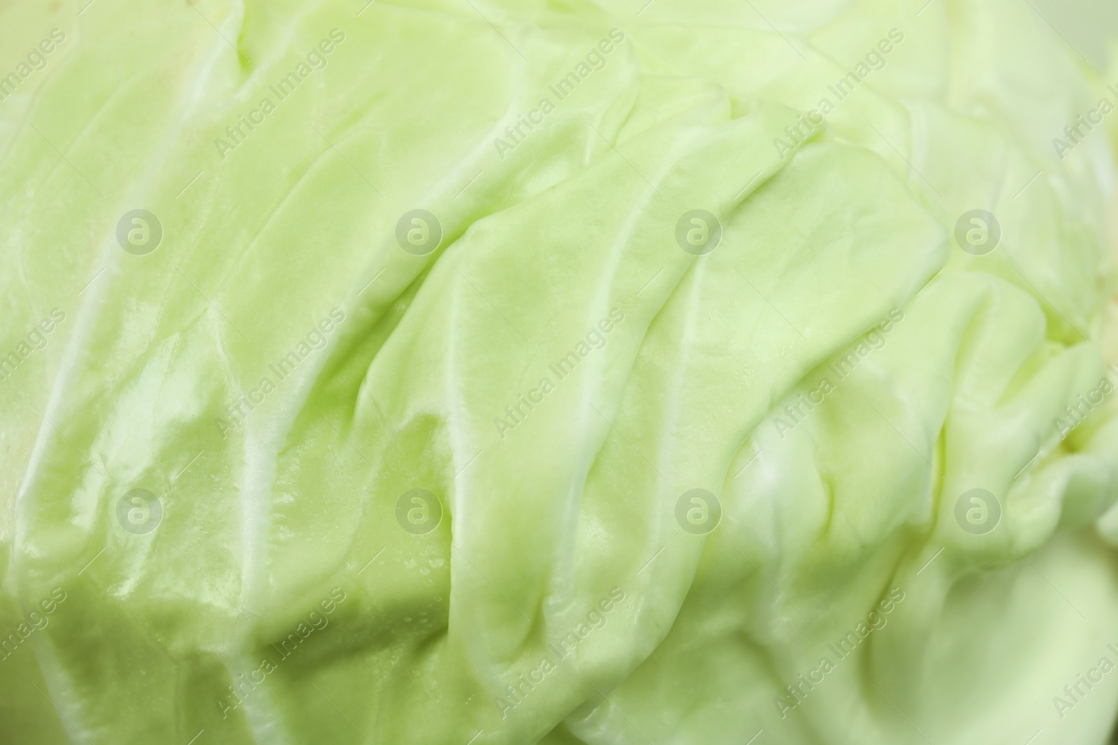 Photo of Fresh ripe cabbage leaf as background, closeup