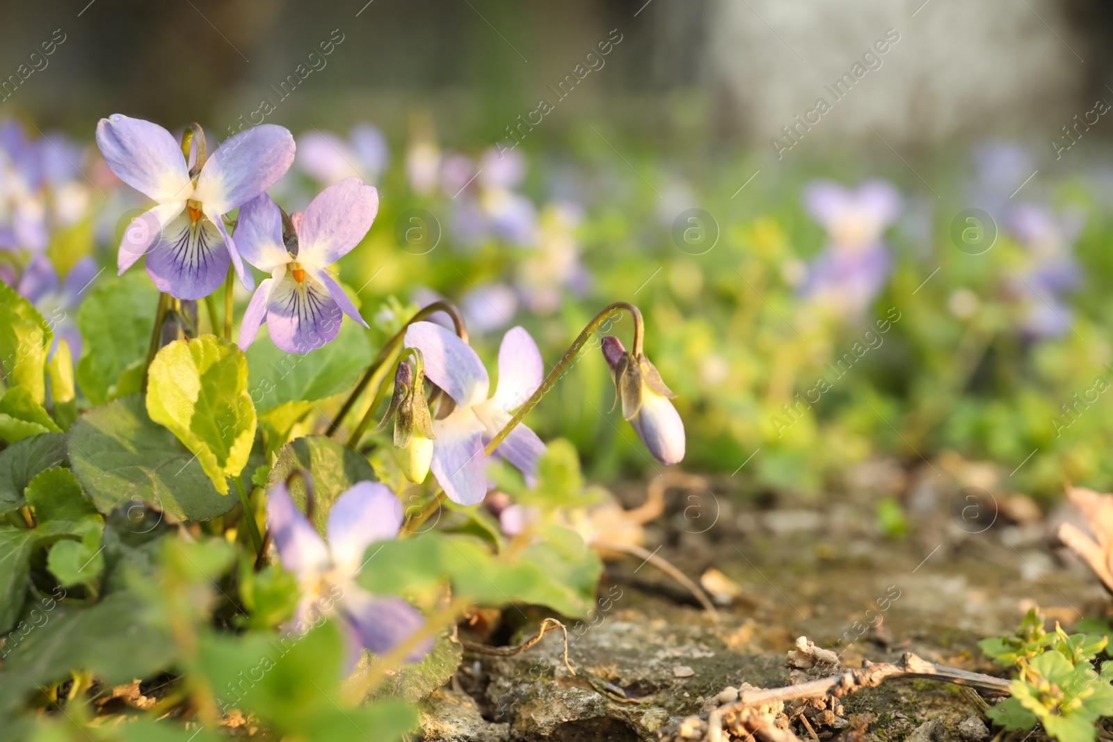 Photo of Beautiful wild violets blooming in forest, space for text. Spring flowers