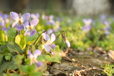 Photo of Beautiful wild violets blooming in forest, space for text. Spring flowers