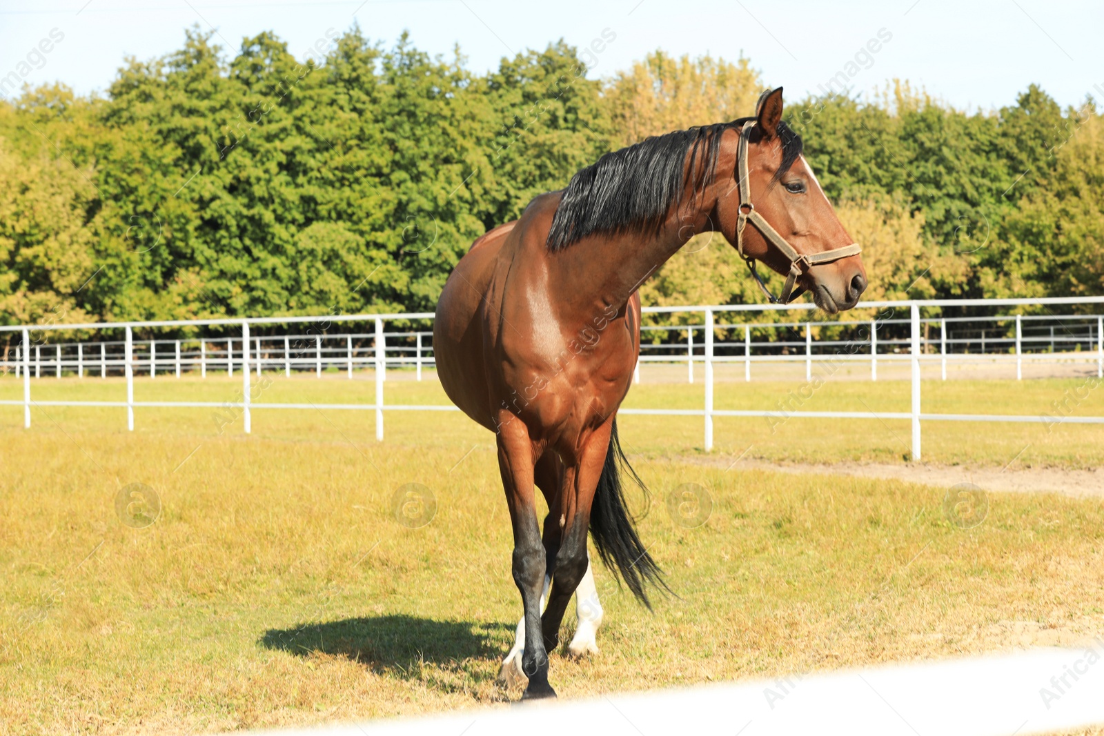 Photo of Chestnut horse in bridle on green pasture