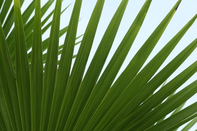 Photo of Beautiful palm leaf against blue sky, closeup. Tropical plant