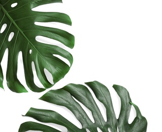 Photo of Green fresh monstera leaves on white background, top view. Tropical plant