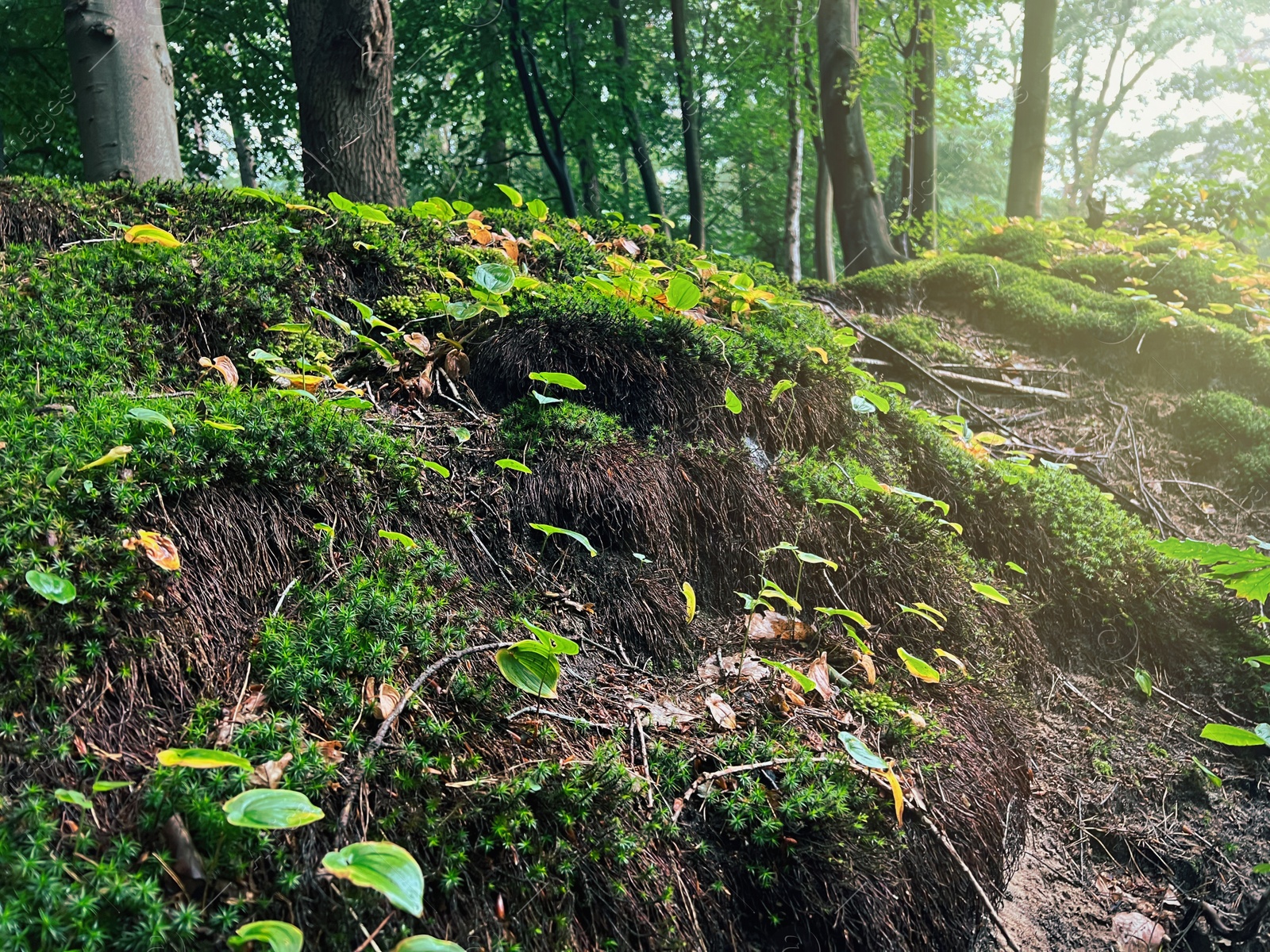 Photo of Beautiful green moss and wild plants growing in forest