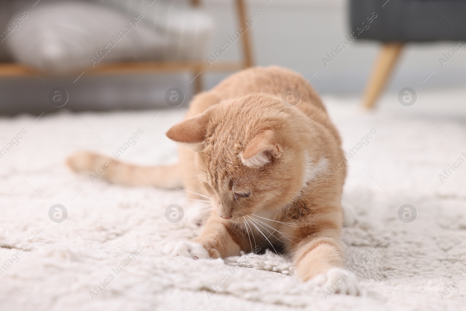 Photo of Cute ginger cat lying on floor at home