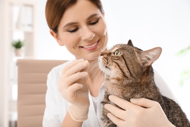 Veterinarian giving pill to cute cat in clinic