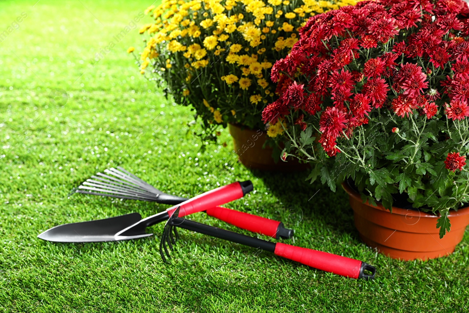 Photo of Beautiful chrysanthemum flowers with gardening tools on green grass