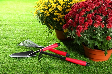 Beautiful chrysanthemum flowers with gardening tools on green grass