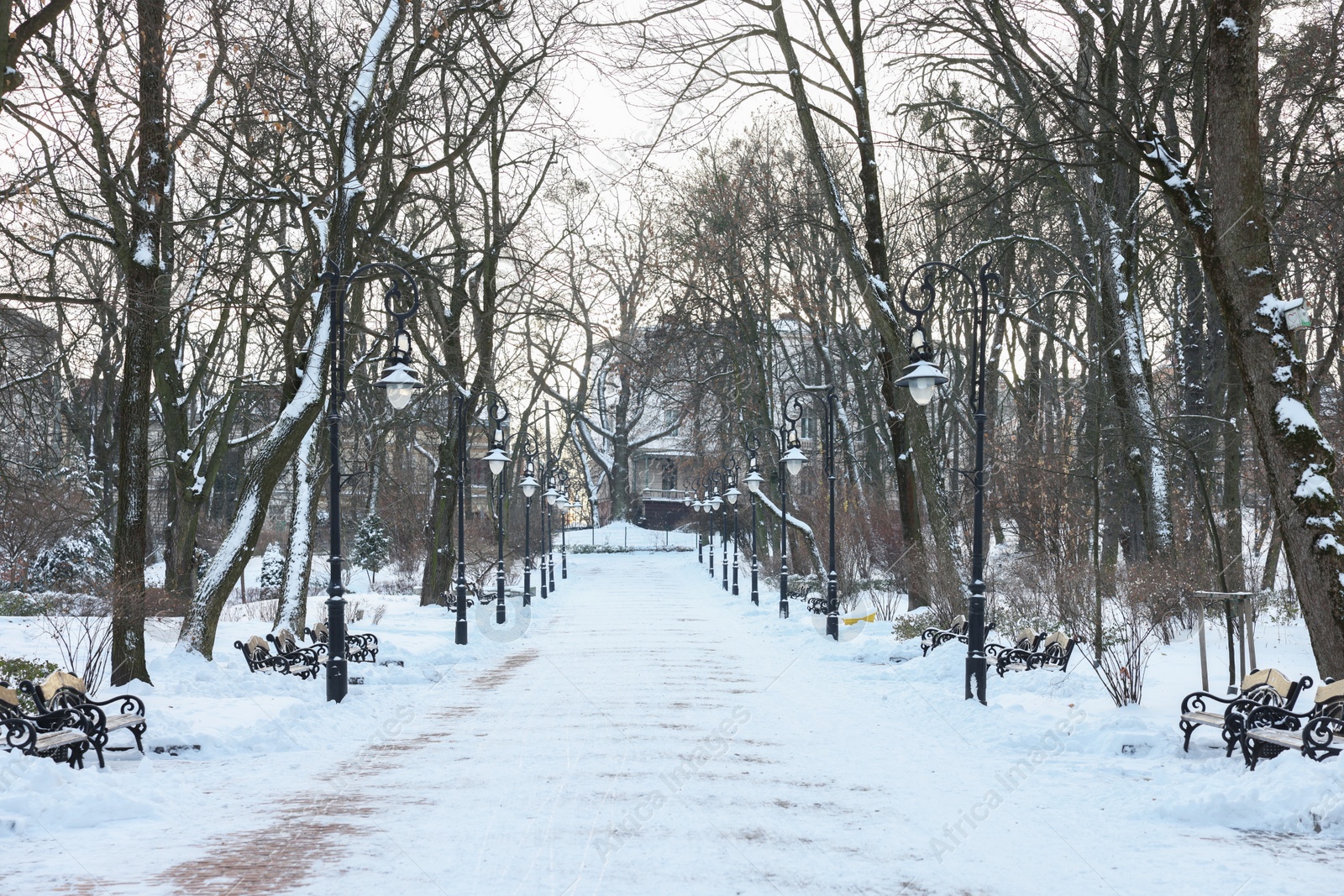 Photo of Trees, street lamps and pathway covered with snow in winter park