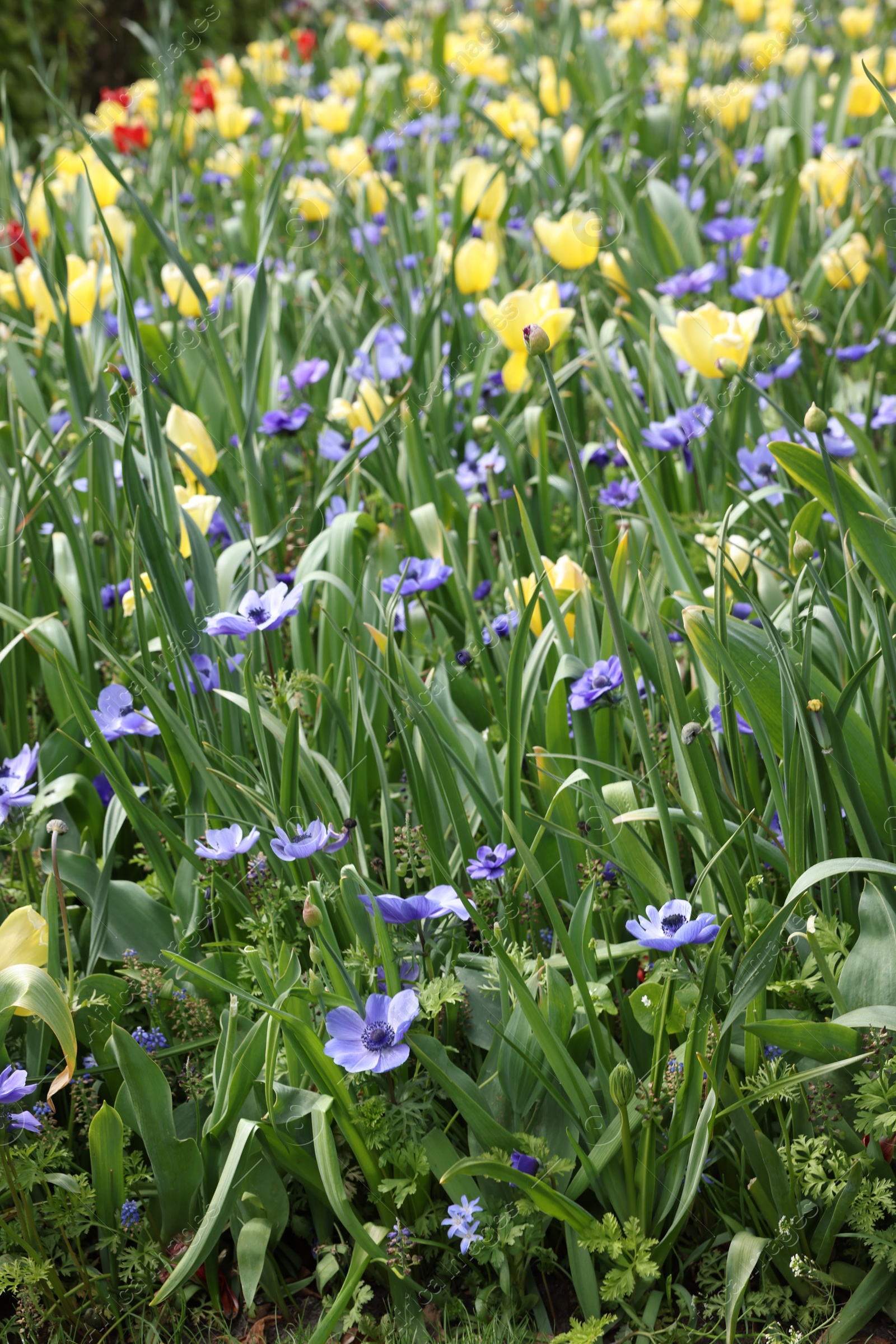 Photo of Many beautiful flowers growing outdoors. Spring season