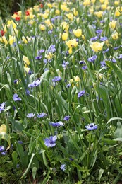 Many beautiful flowers growing outdoors. Spring season