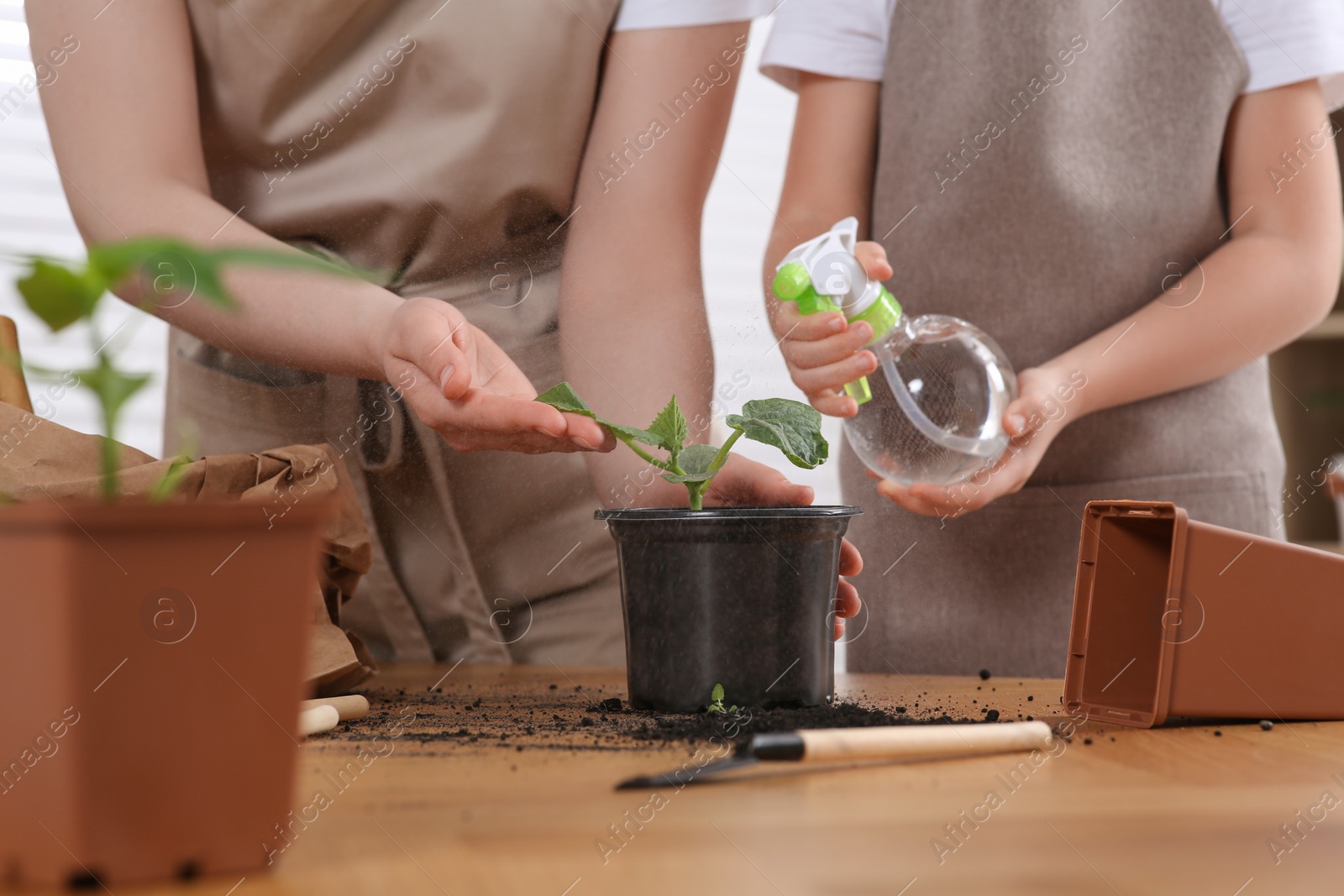 Photo of Mother and daughter spraying seedling in pot together at wooden table indoors, closeup