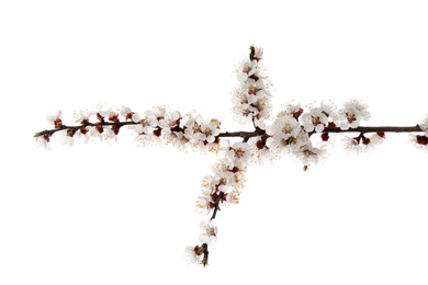 Photo of Beautiful blossoming apricot tree branch on white background