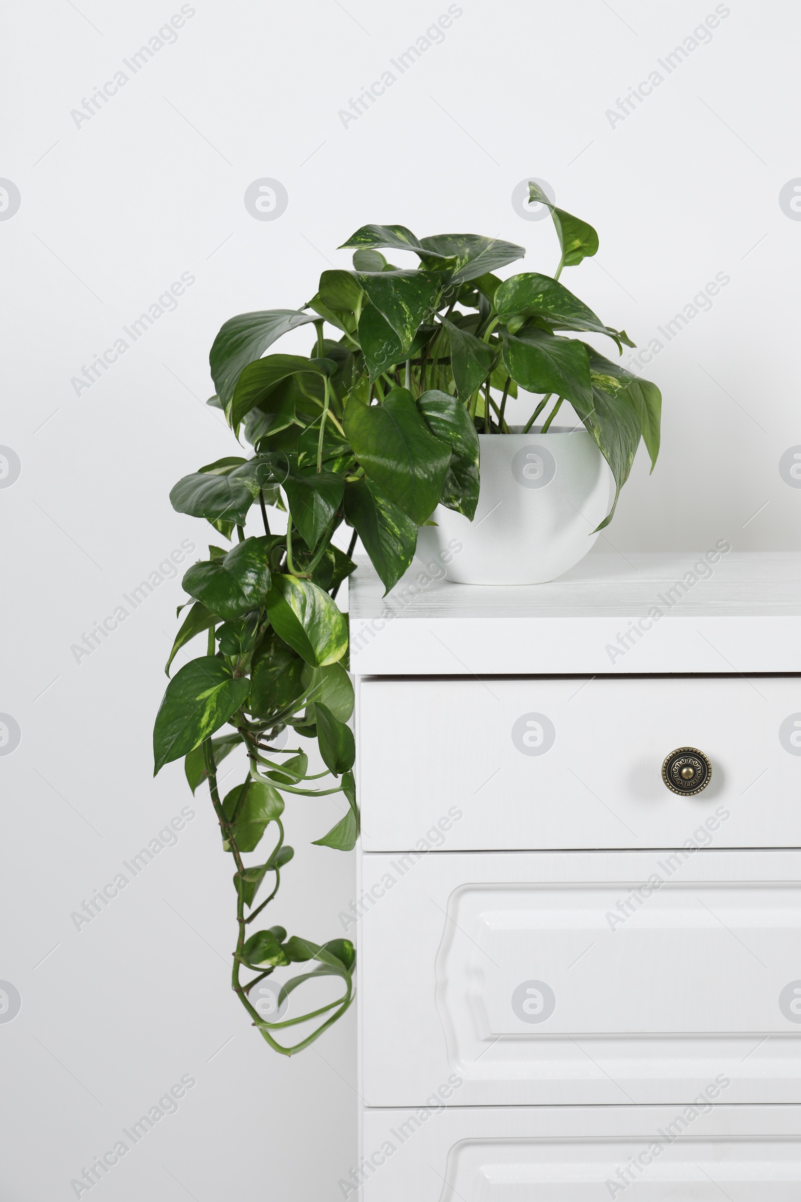 Photo of Potted aureum on chest of drawers near white wall. Beautiful houseplant