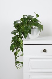 Potted aureum on chest of drawers near white wall. Beautiful houseplant