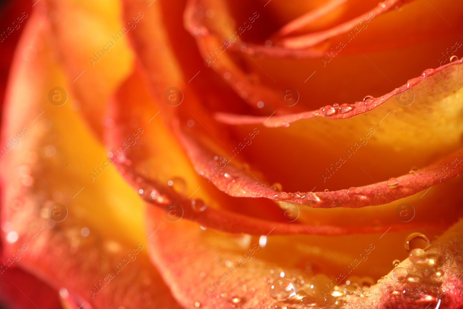 Photo of Closeup view of beautiful blooming rose with dew drops as background