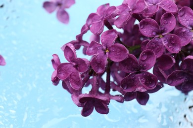 Photo of Beautiful wet lilac flowers on light blue glass surface, closeup