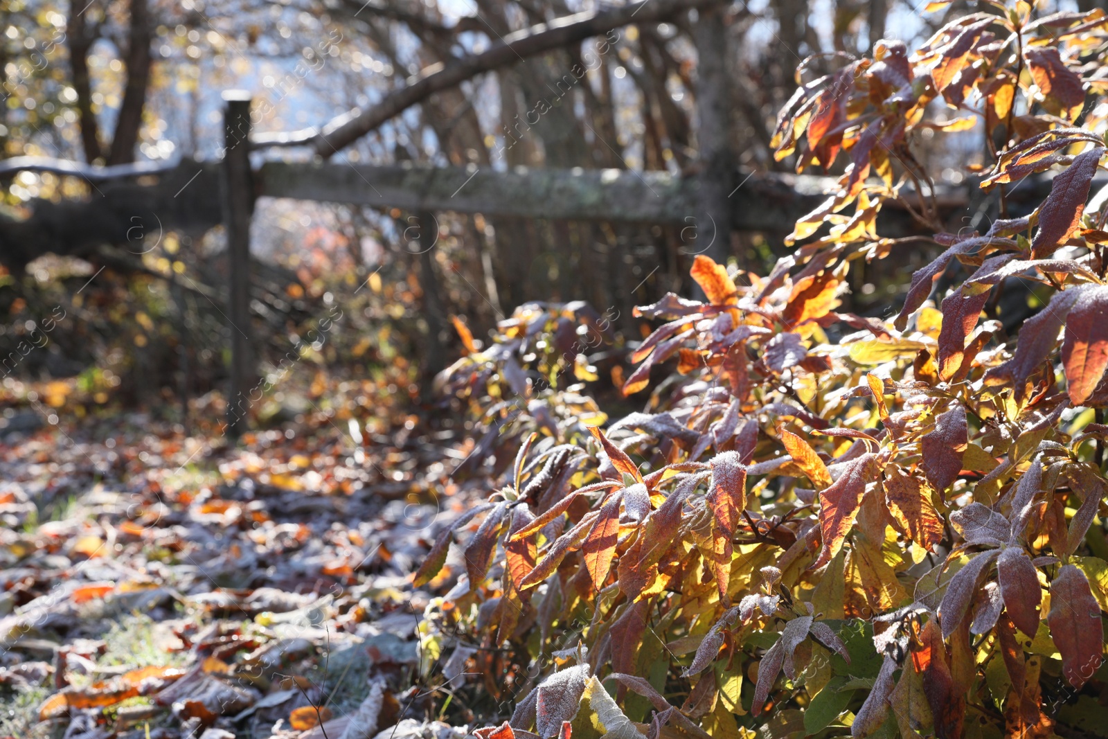 Photo of Beautiful autumn leaves covered with frost outdoors