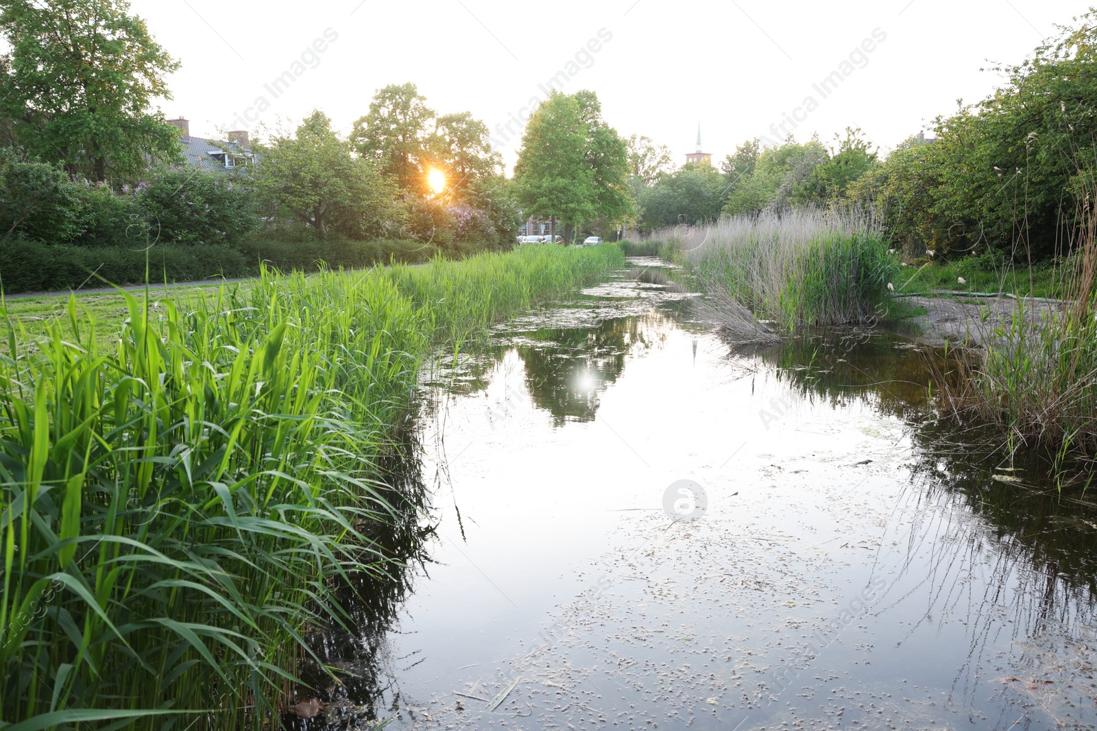 Photo of View of channel with green reeds outdoors