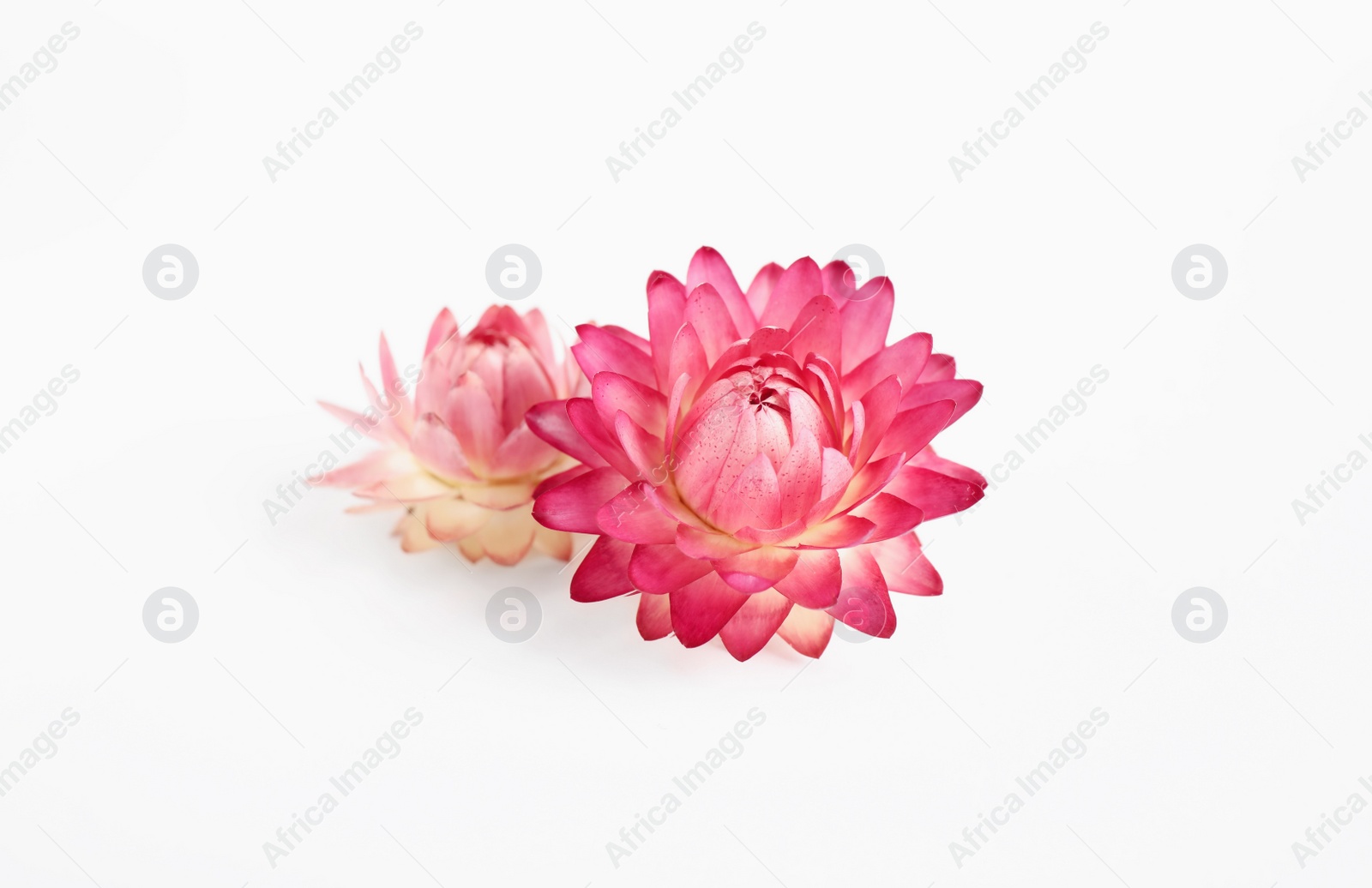 Photo of Beautiful helichrysum flowers on white background, above view