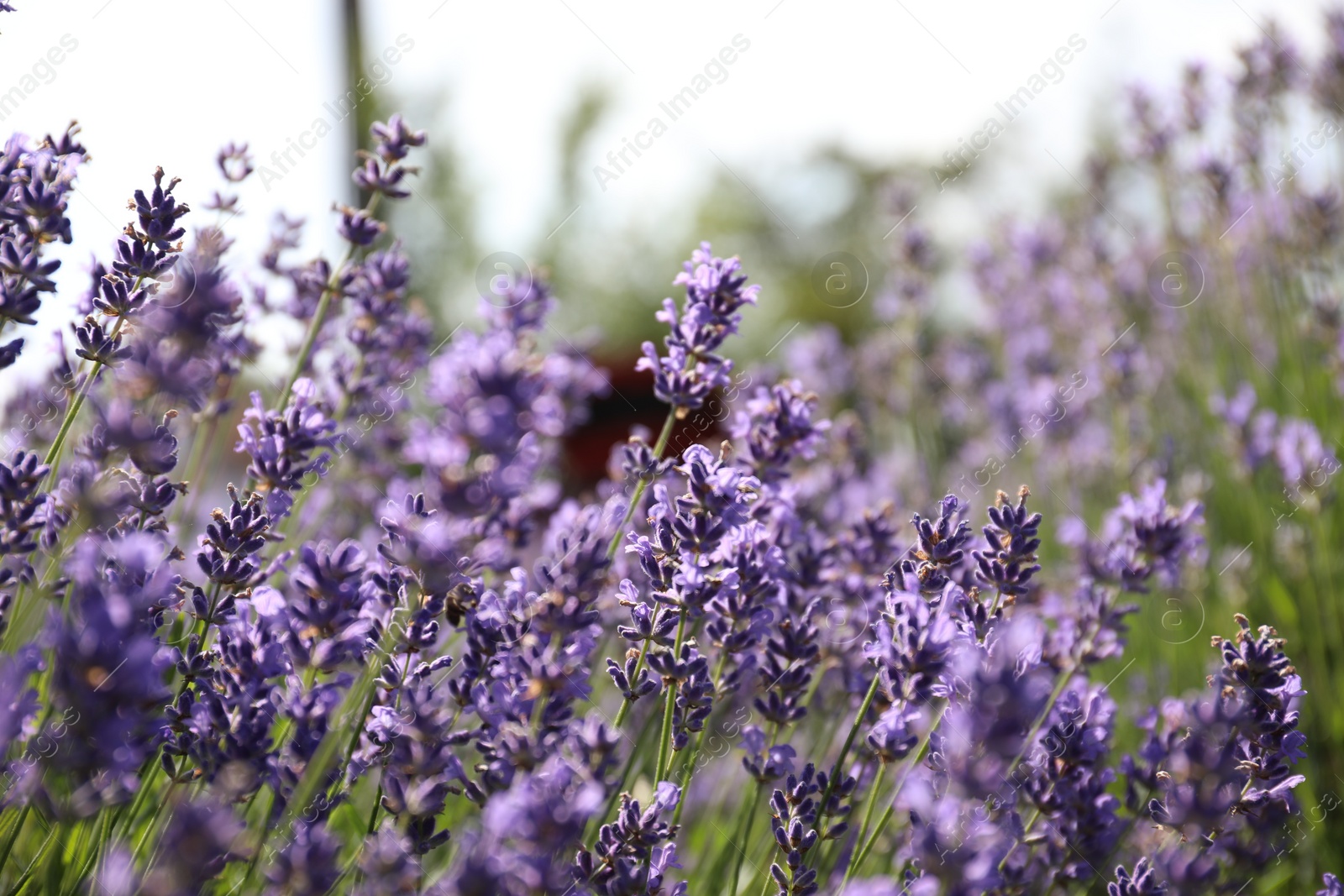 Photo of Beautiful blooming lavender field on summer day, closeup