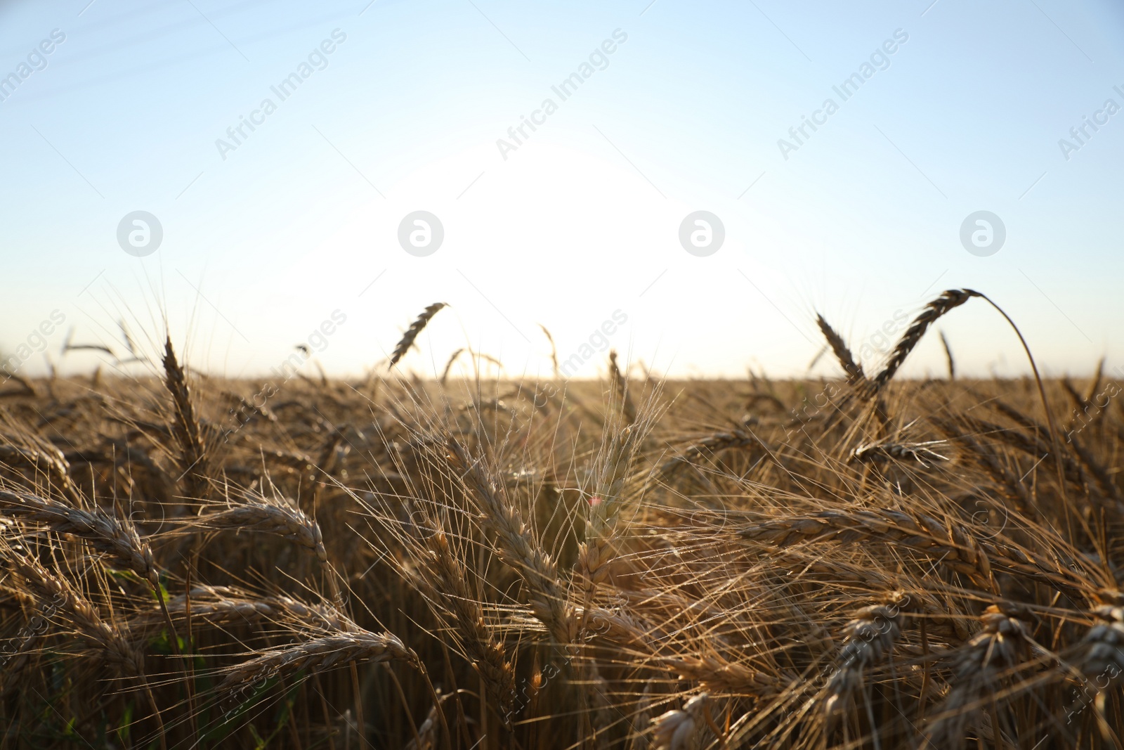 Photo of Golden ripe wheat spikelets growing in field