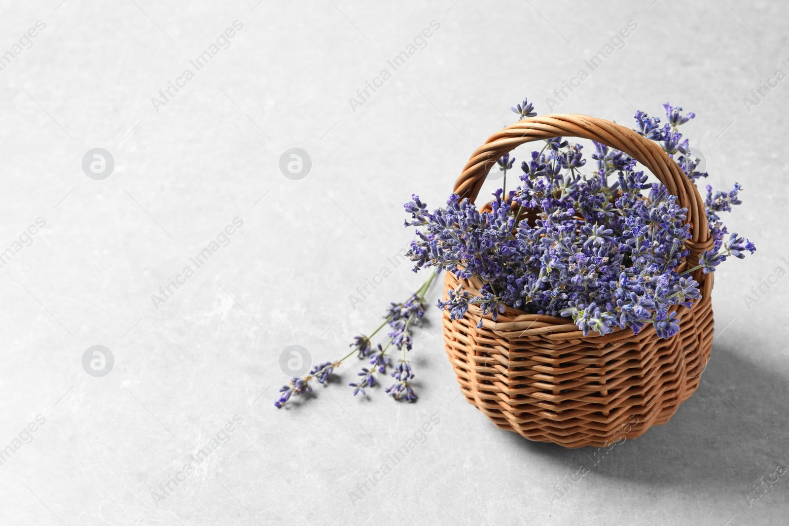 Photo of Fresh lavender flowers in basket on grey stone table, space for text