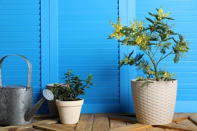 Composition with beautiful mimosa plant in pot on wooden table near blue wall