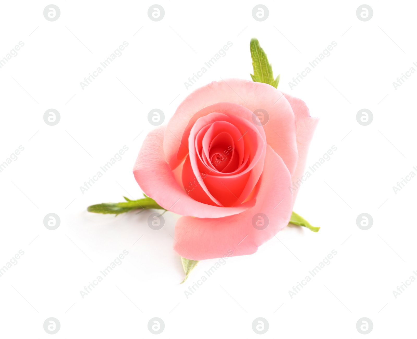 Photo of Beautiful rose on white background