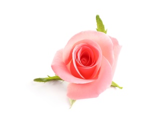 Photo of Beautiful rose on white background