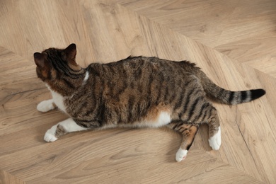 Photo of Cute cat resting on warm floor at home, above view. Heating system