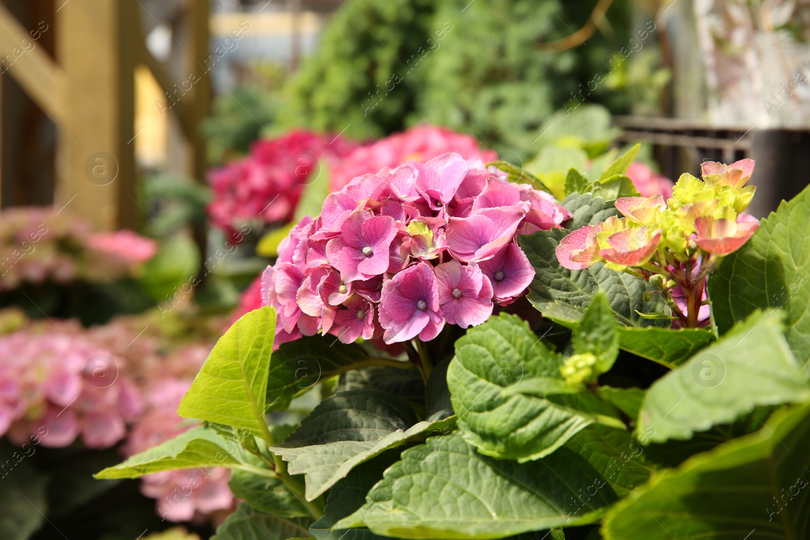 Photo of Closeup view of beautiful pink hydrangea flower