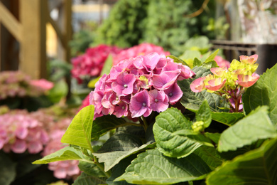 Closeup view of beautiful pink hydrangea flower