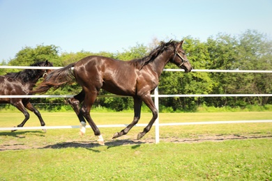 Dark bay horses in paddock on sunny day. Beautiful pets