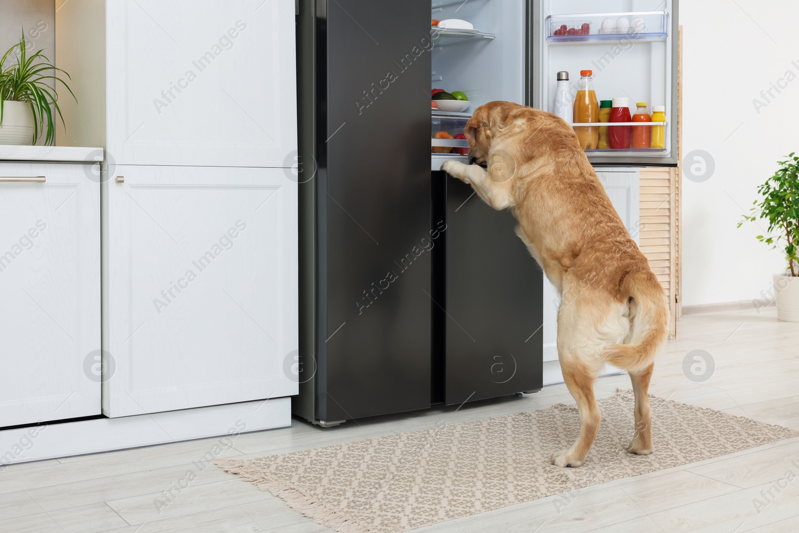 Photo of Cute Labrador Retriever stealing food from refrigerator in kitchen