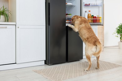 Photo of Cute Labrador Retriever stealing food from refrigerator in kitchen