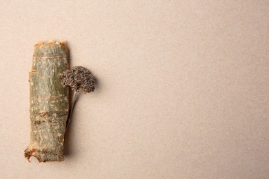 Photo of Tree bark piece and dry twig on beige background, top view. Space for text