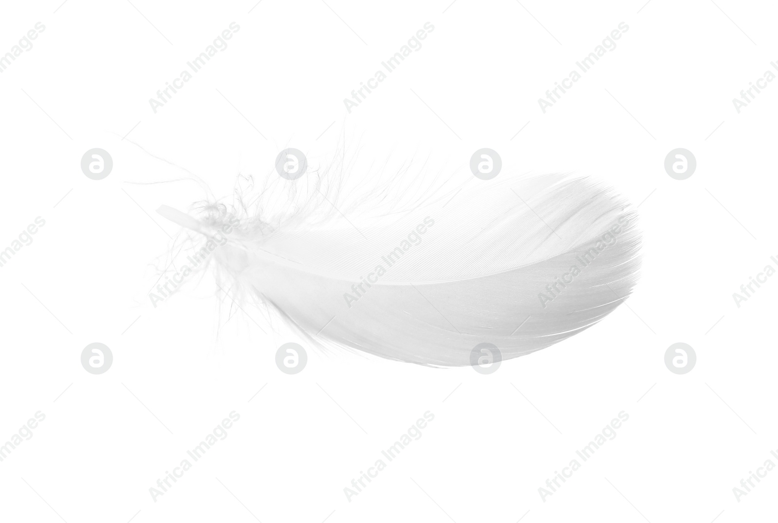 Photo of Beautiful fluffy bird feather isolated on white